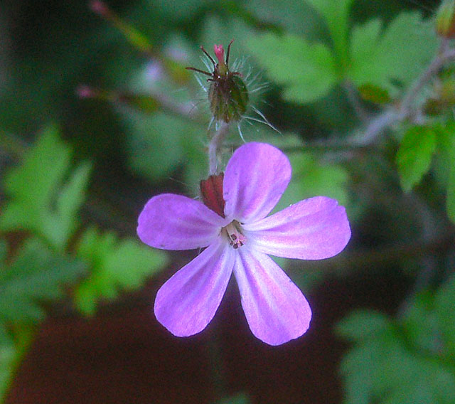 wild geranium?