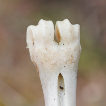 metatarsal, roe deer