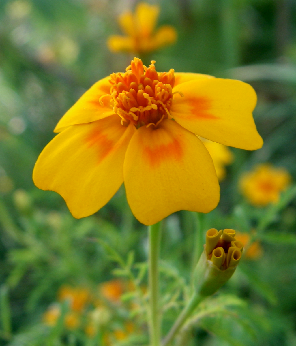 tagetes