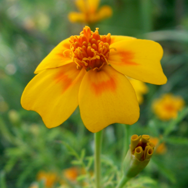 tagetes