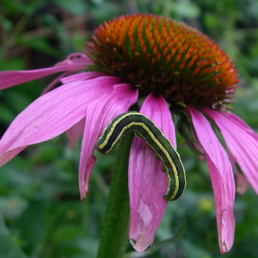 echinaceae 