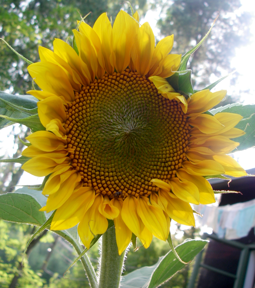 sunflower