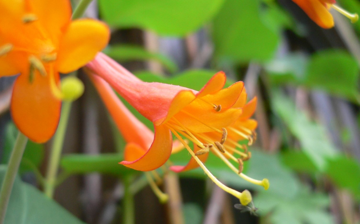 honeysuckle