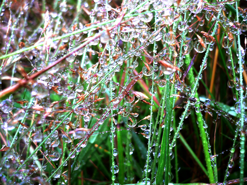 dew