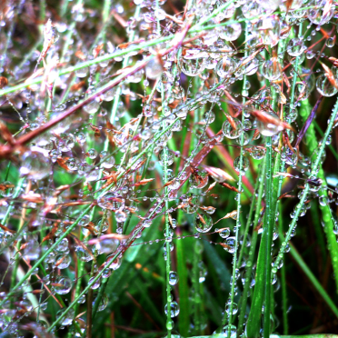 dew