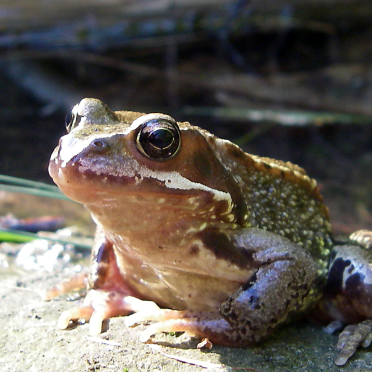 frog