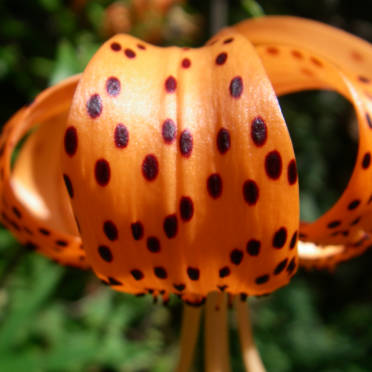 tiger lily