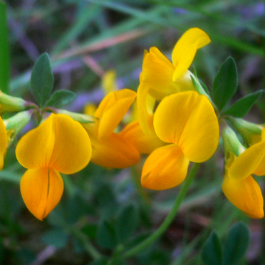 Bird's-foot Trefoil