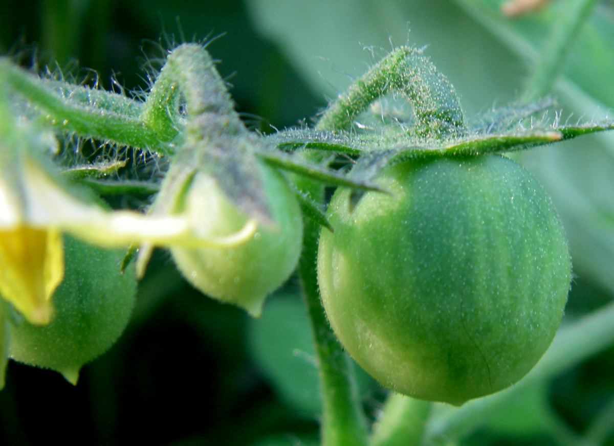 tomatoes