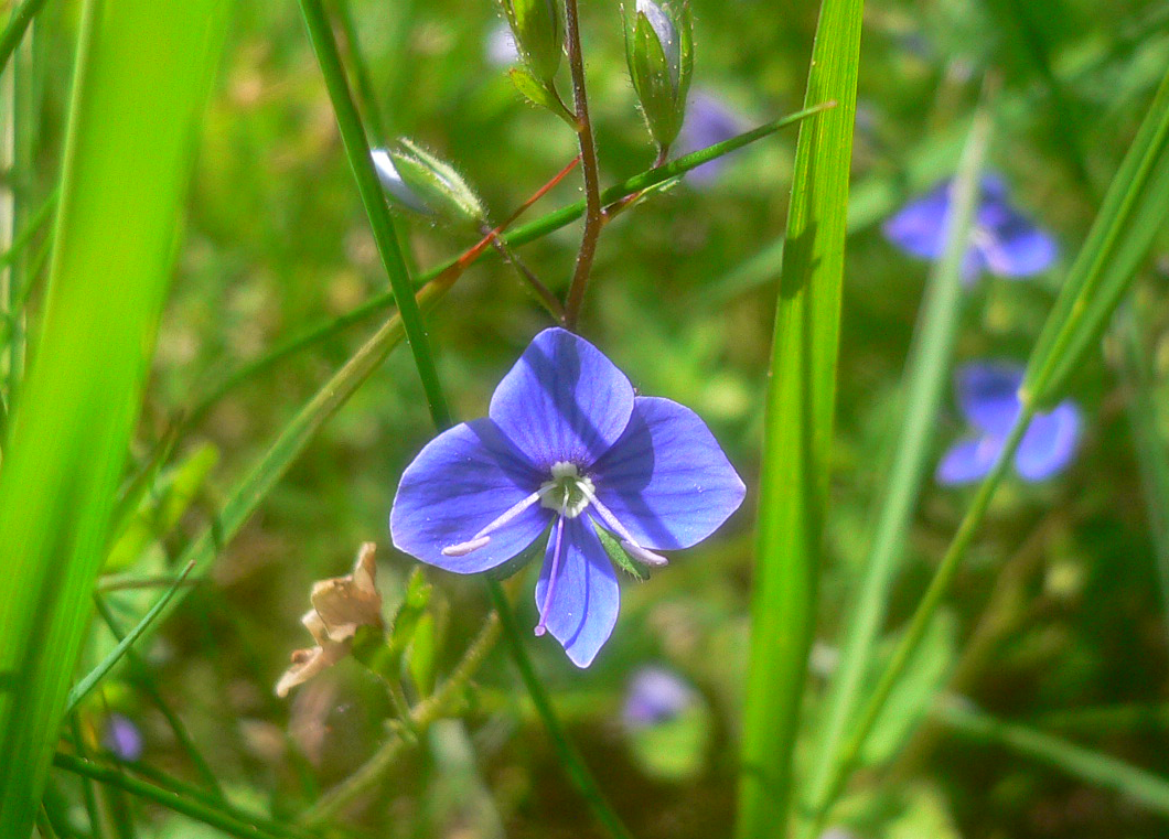 bird's-eye speedwell