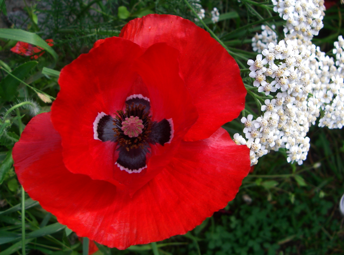 opium poppy
