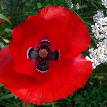opium poppy