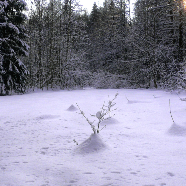 winter