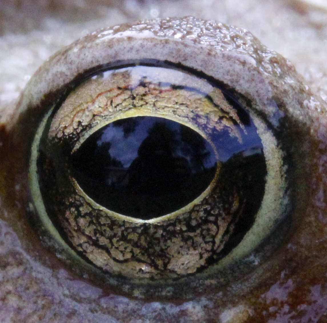 common frog