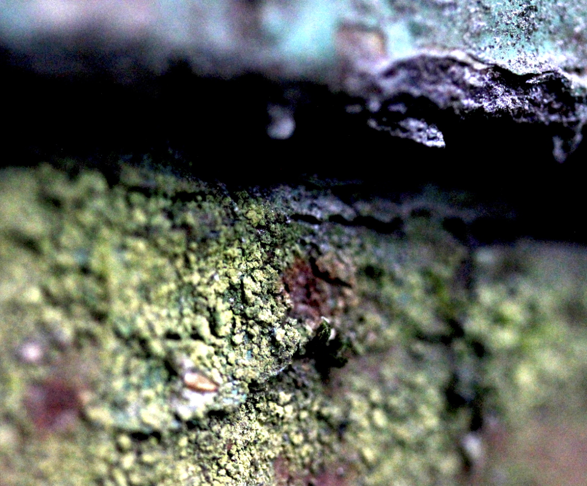 fungi