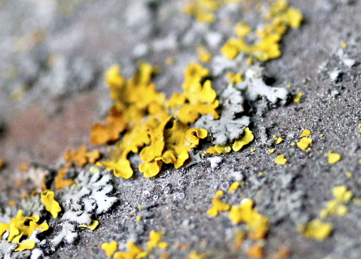 lichen