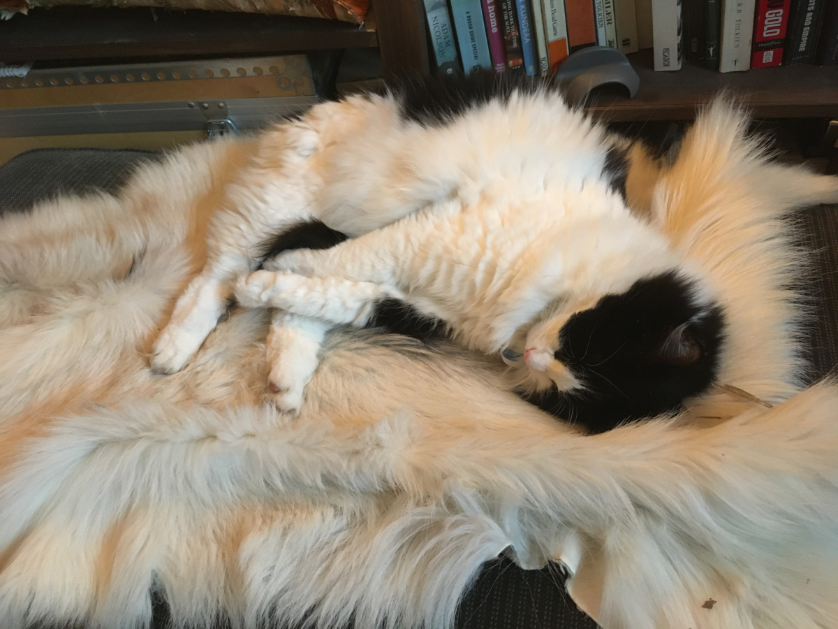 putte