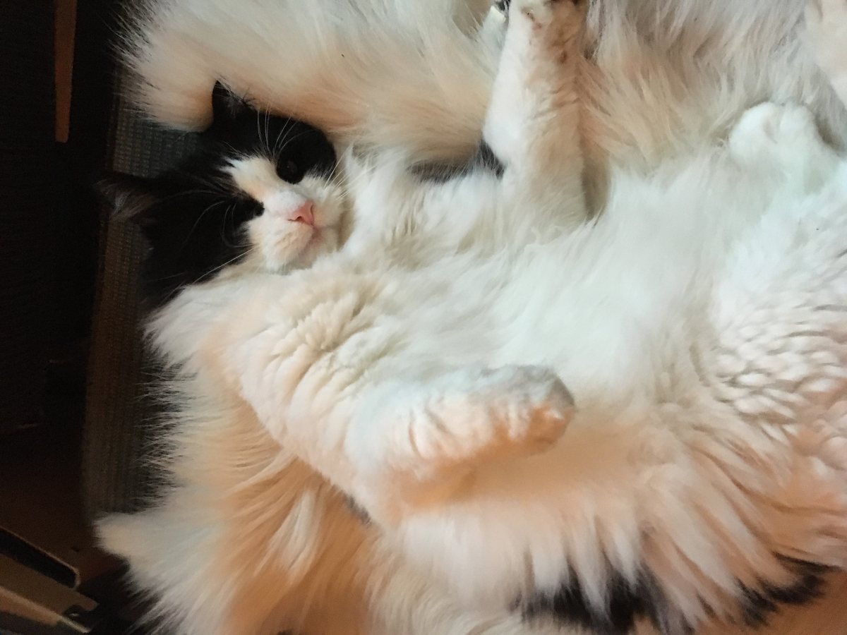 putte