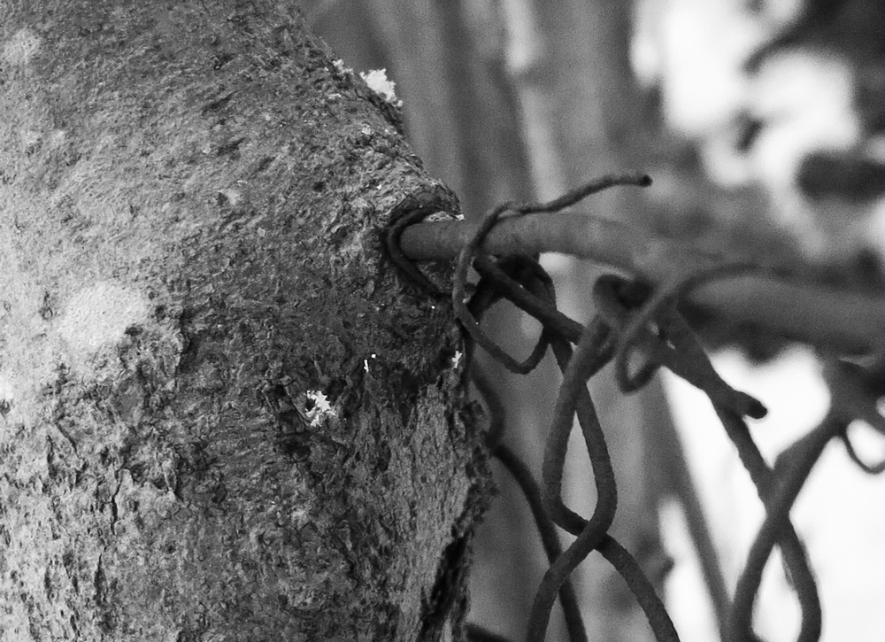 tree and fence