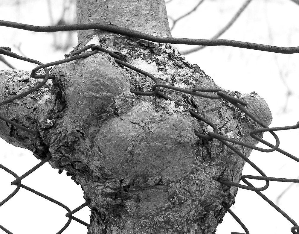 tree and fence
