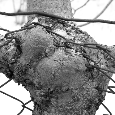 tree and fence