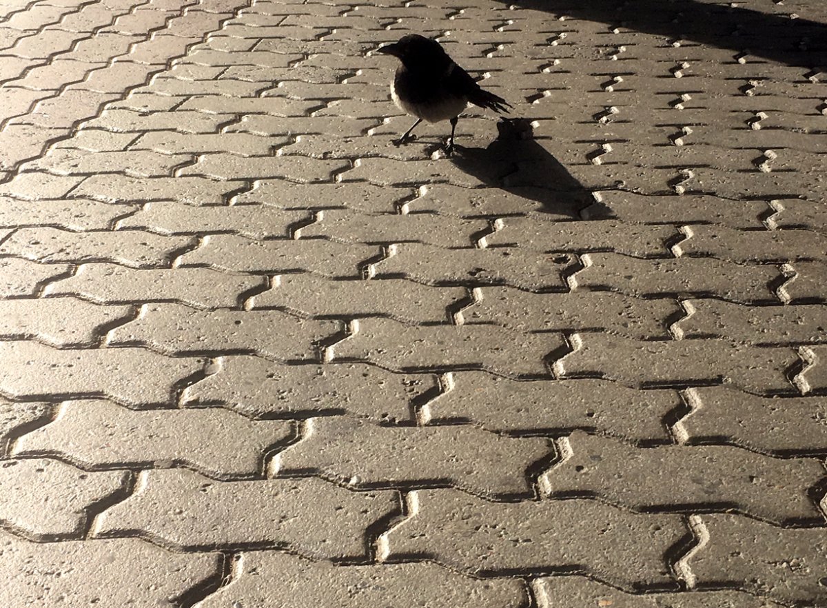 magpie
