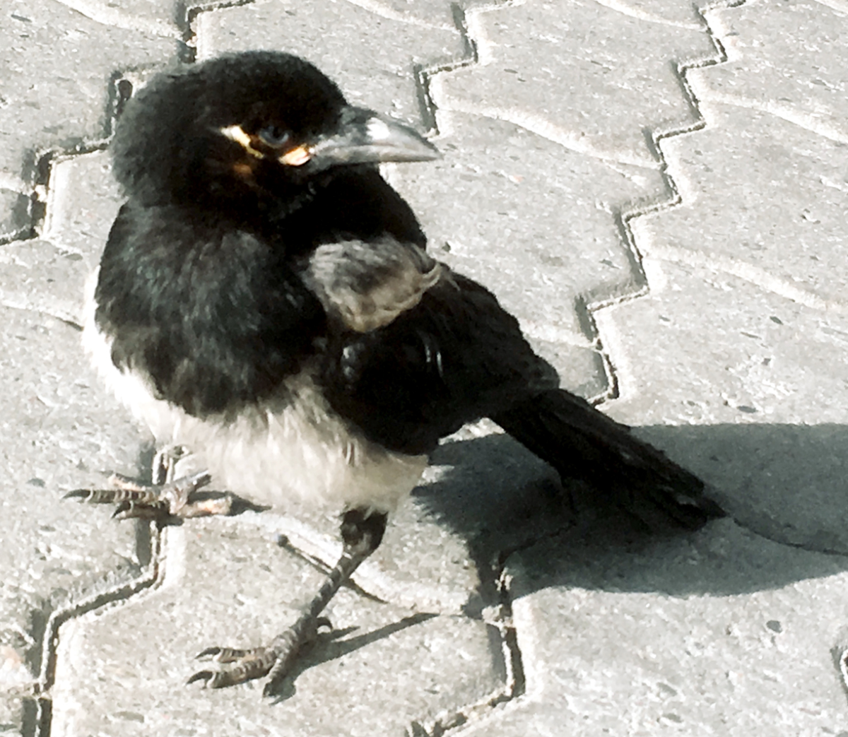 magpie