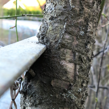 tree and fence