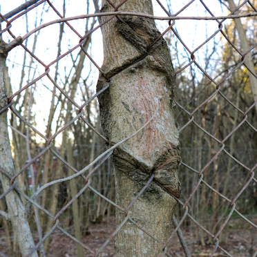 tree and fence