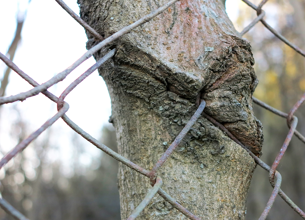 tree and fence