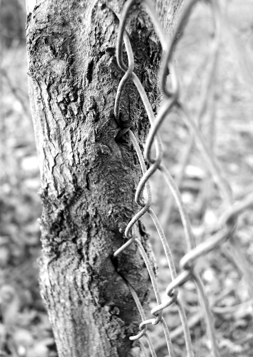 tree and fence
