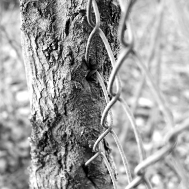tree and fence