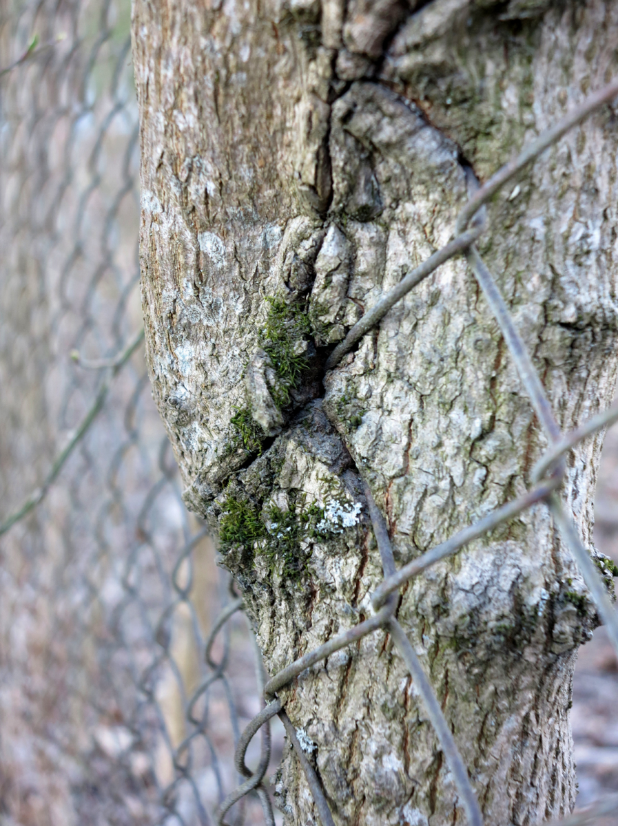 tree and fence