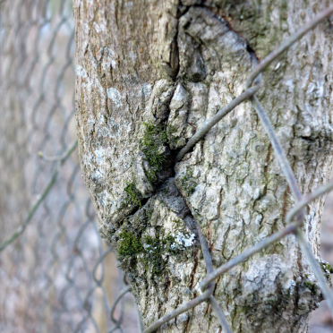 tree and fence