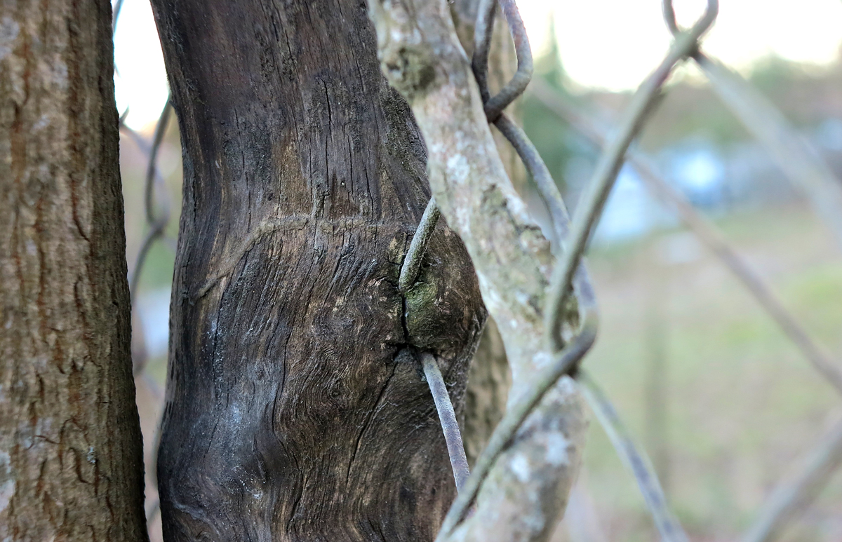 tree and fence