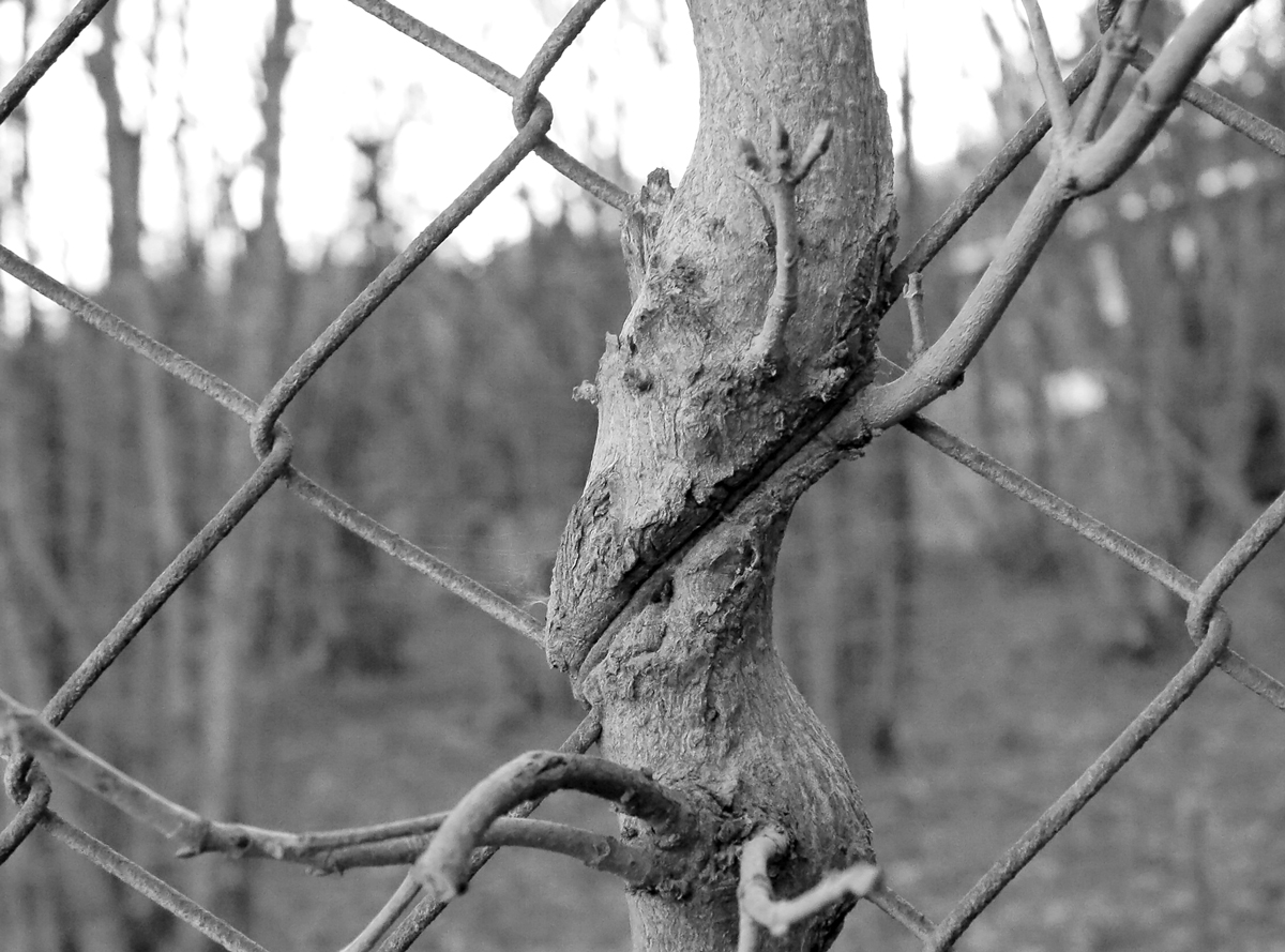 tree and fence