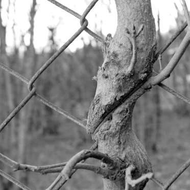 tree and fence