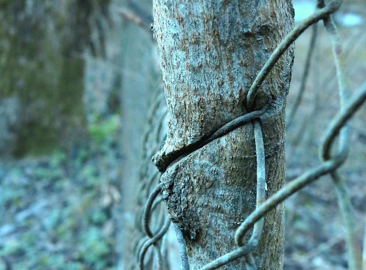 tree and fence