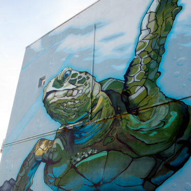 turtle
