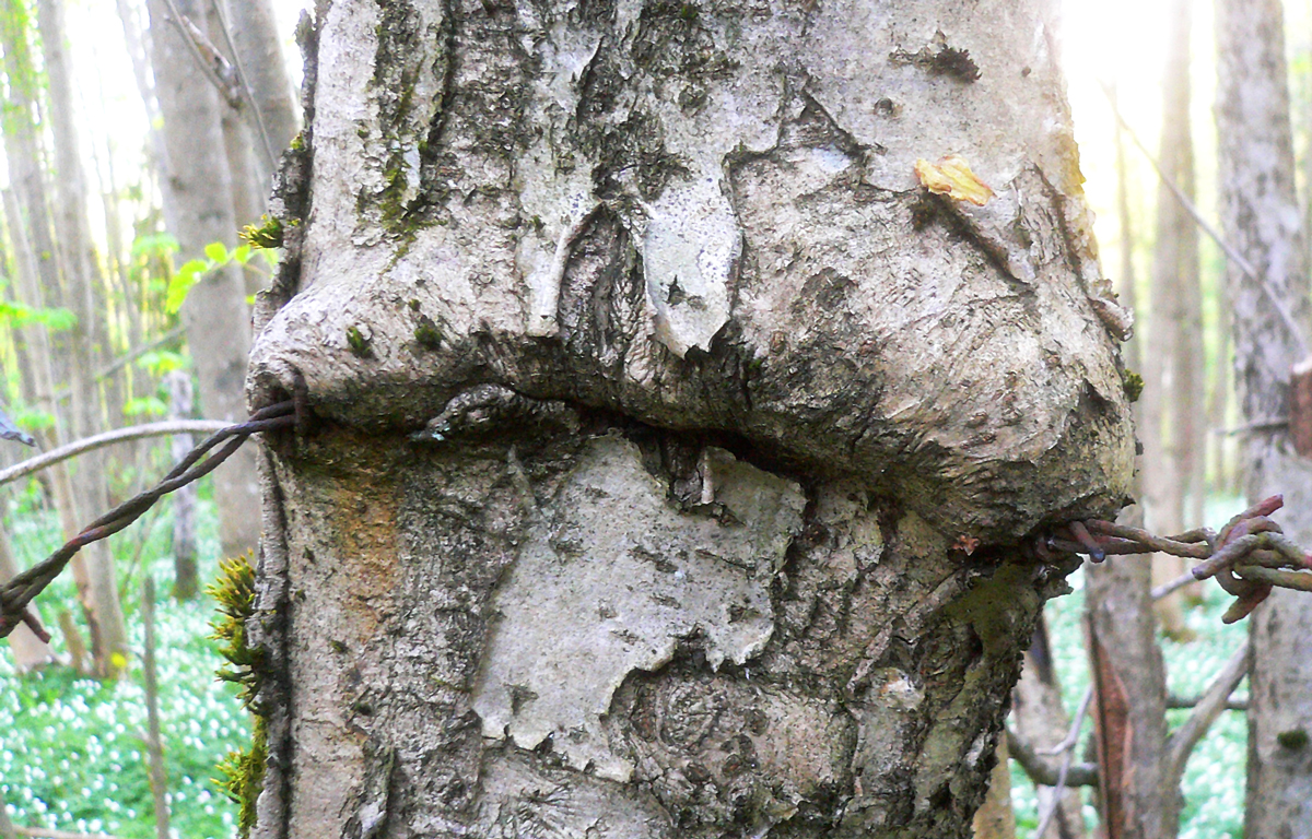tree and fence