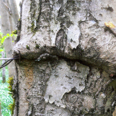 tree and fence