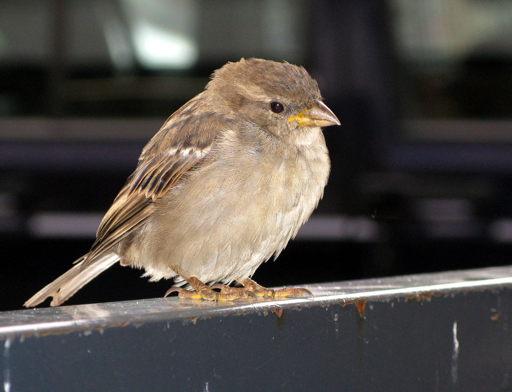 sparrow