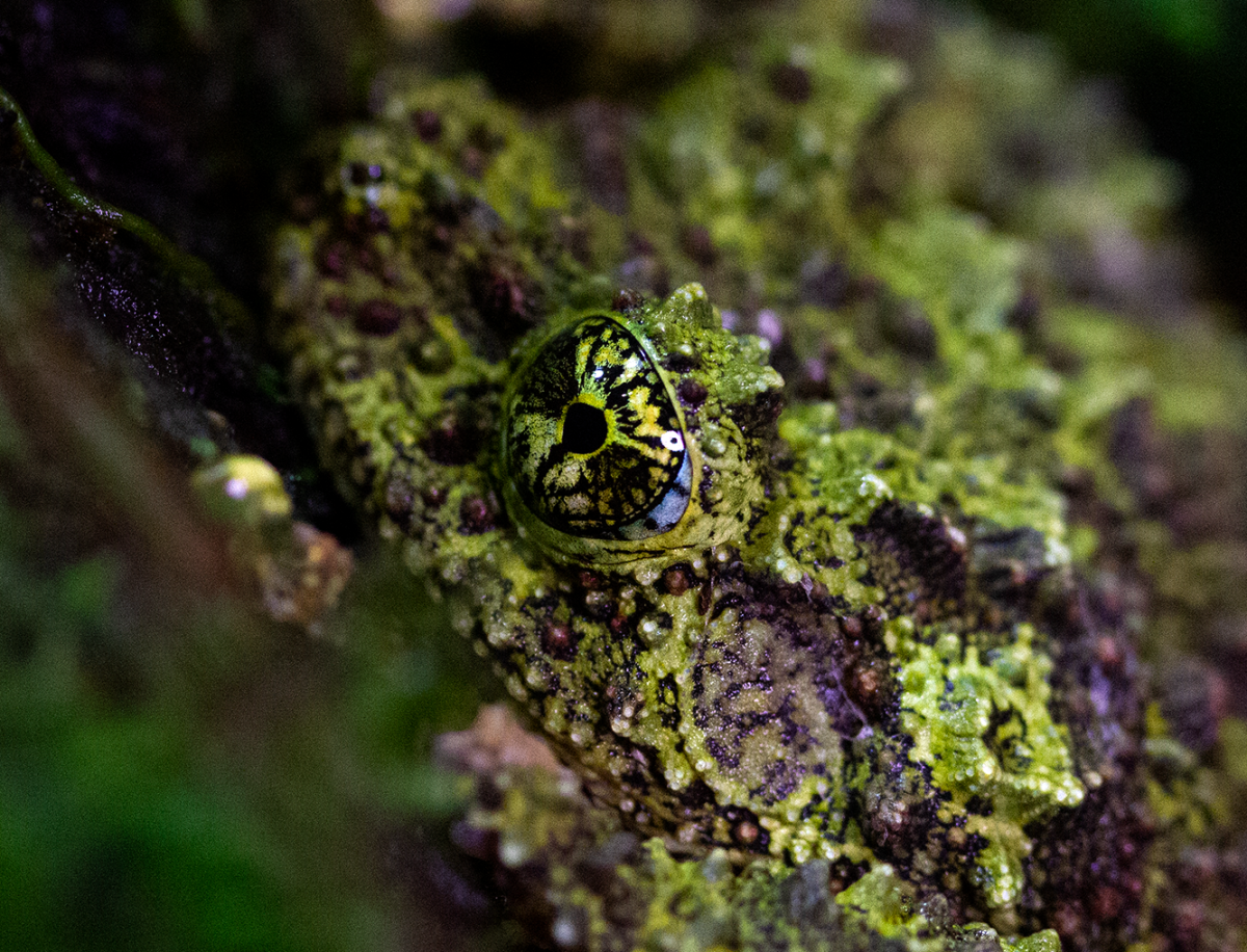 Vietnamese mossy frog