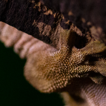 toes