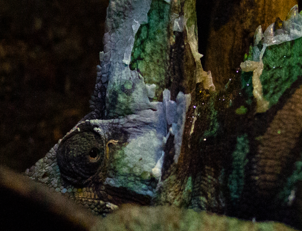 chameleon
