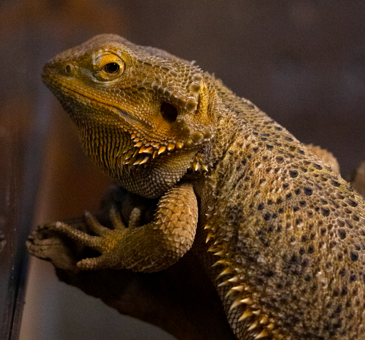 dragon