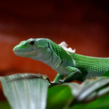 reptiles
