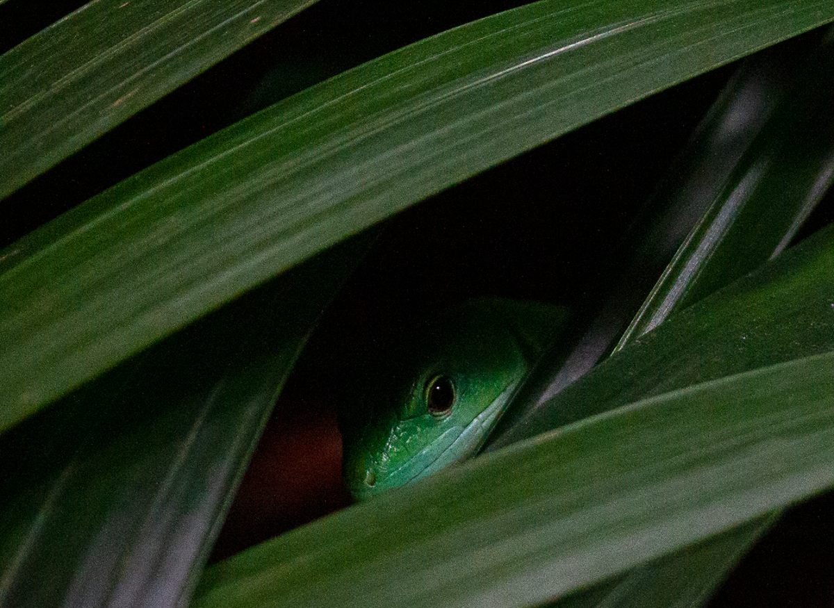 peek