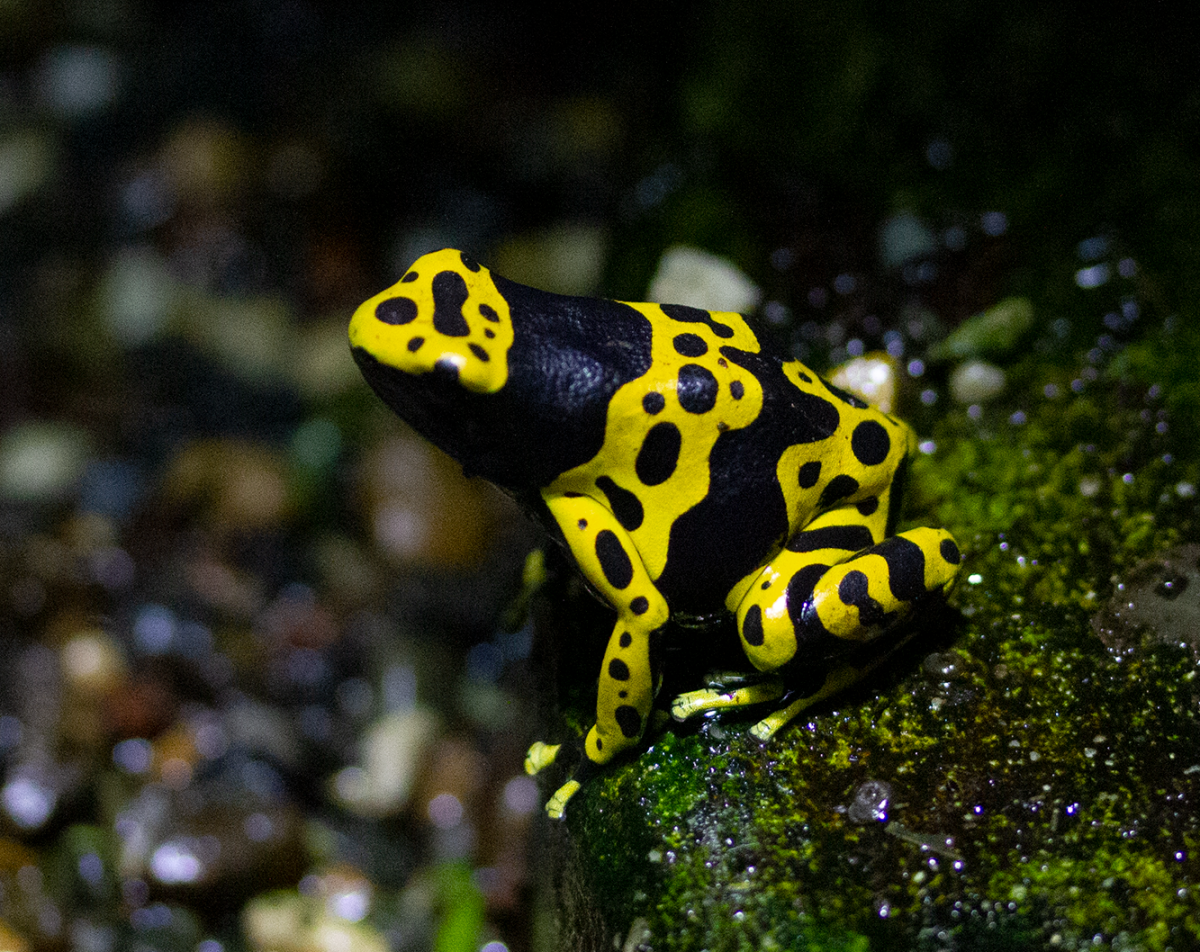not poisonous