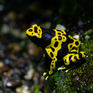 not poisonous